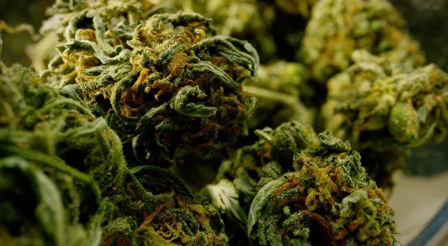 Title: Trump Weighs Reclassifying Marijuana as Momentum Grows for Federal Reform